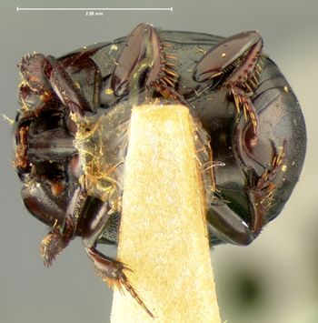 Media type: image;   Entomology 6943 Aspect: habitus ventral view